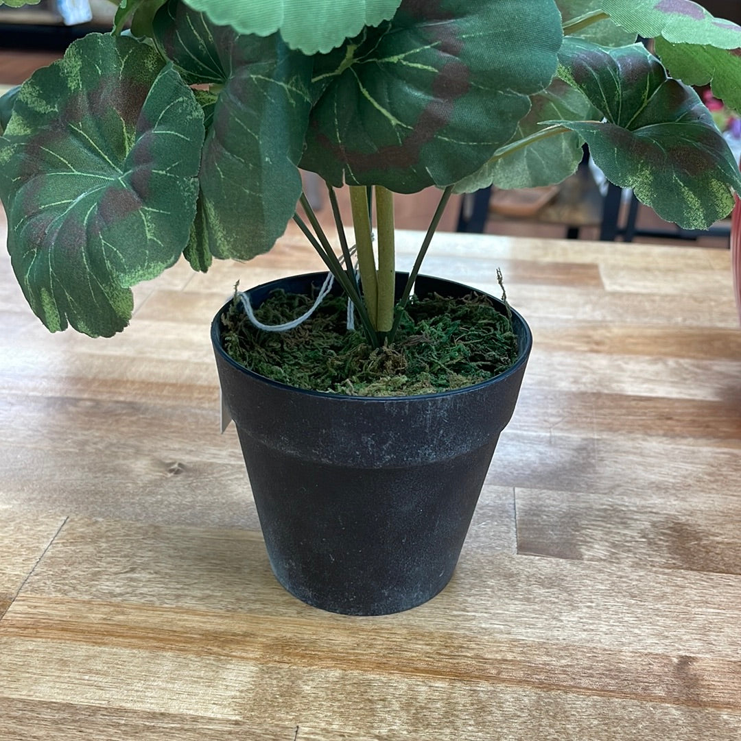 Sm Potted Geranium