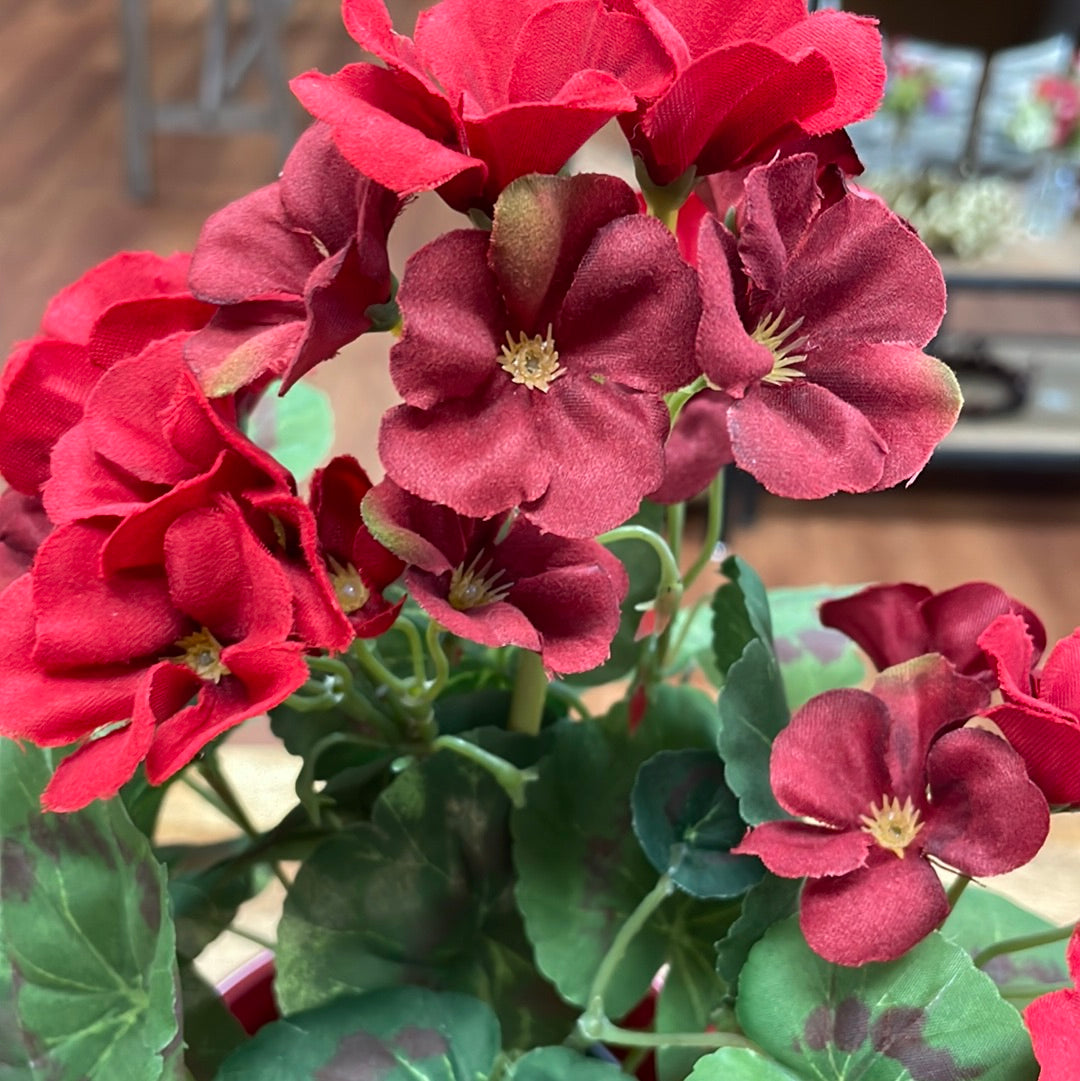 Sm Potted Geranium