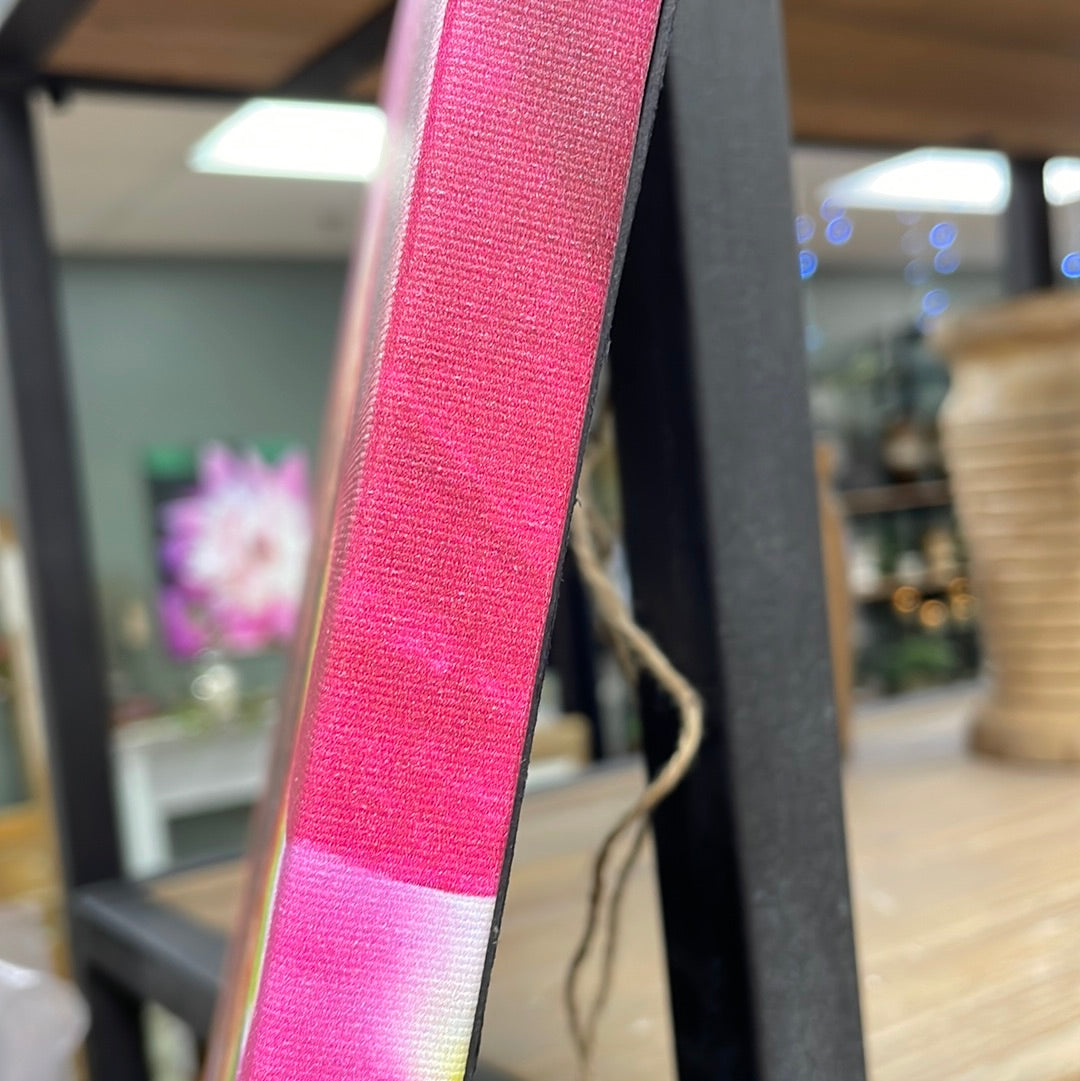 Pink Cineraria Canvas