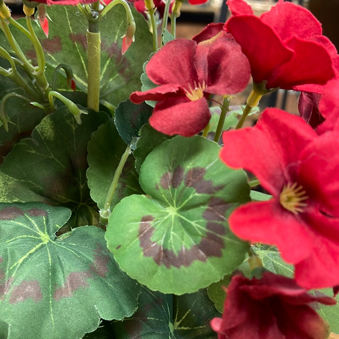 Sm Potted Geranium
