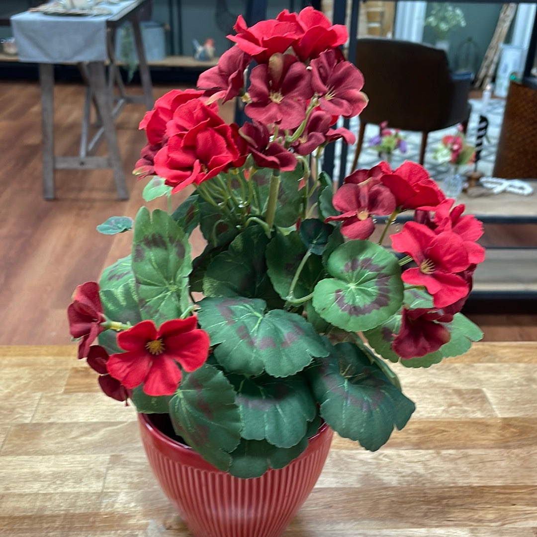 Sm Potted Geranium