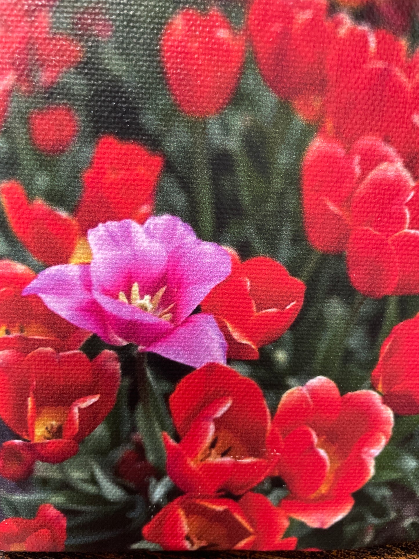 Mini Canvas - Single Pink Tulip