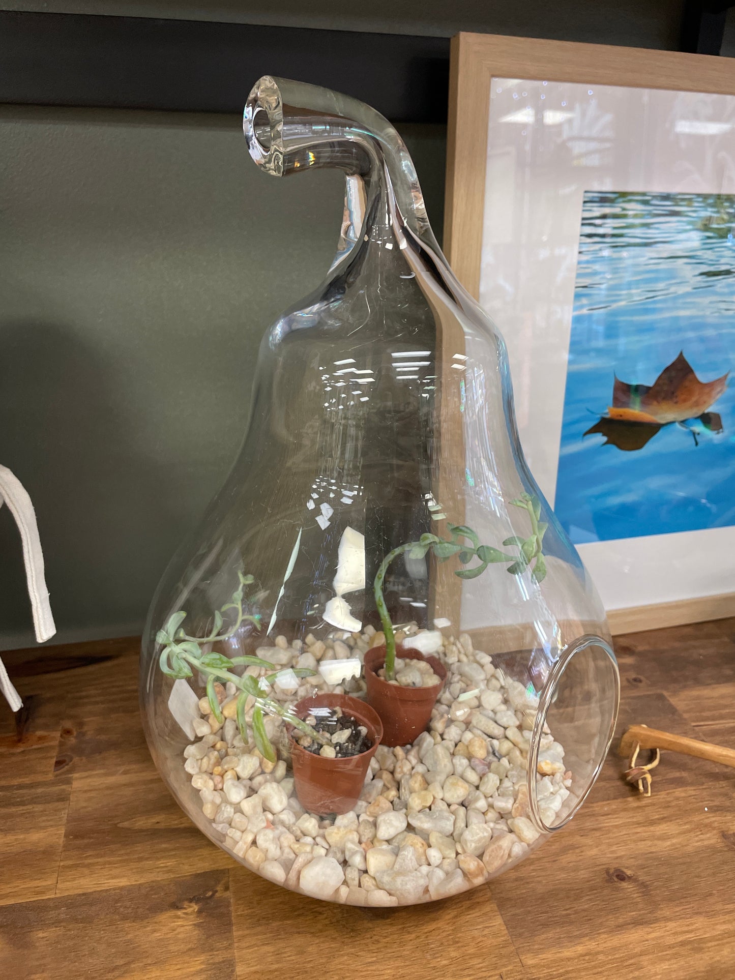 Glass Pear Terrarium