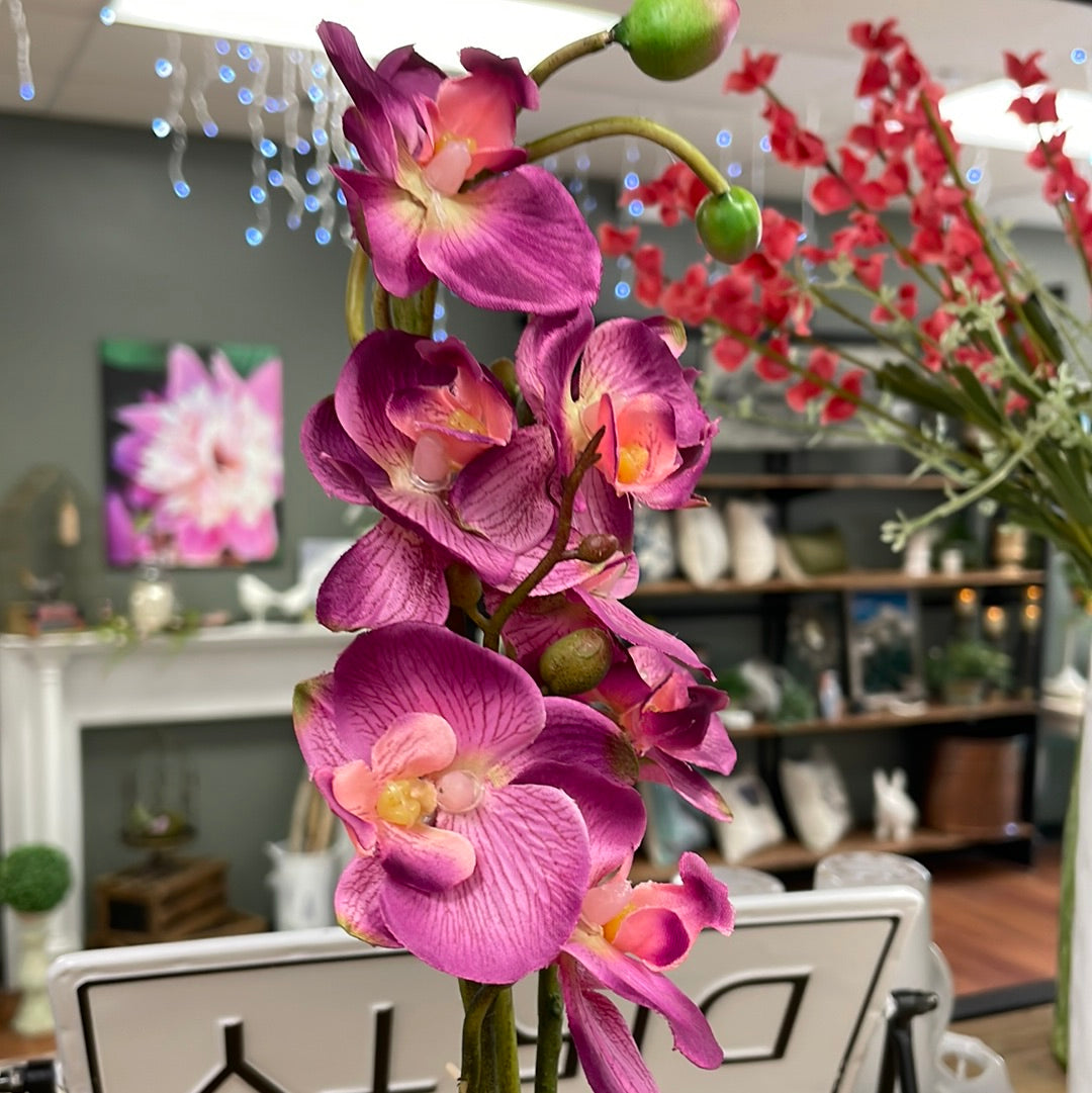 Real Touch Fuchsia Orchid Sm Black Potted