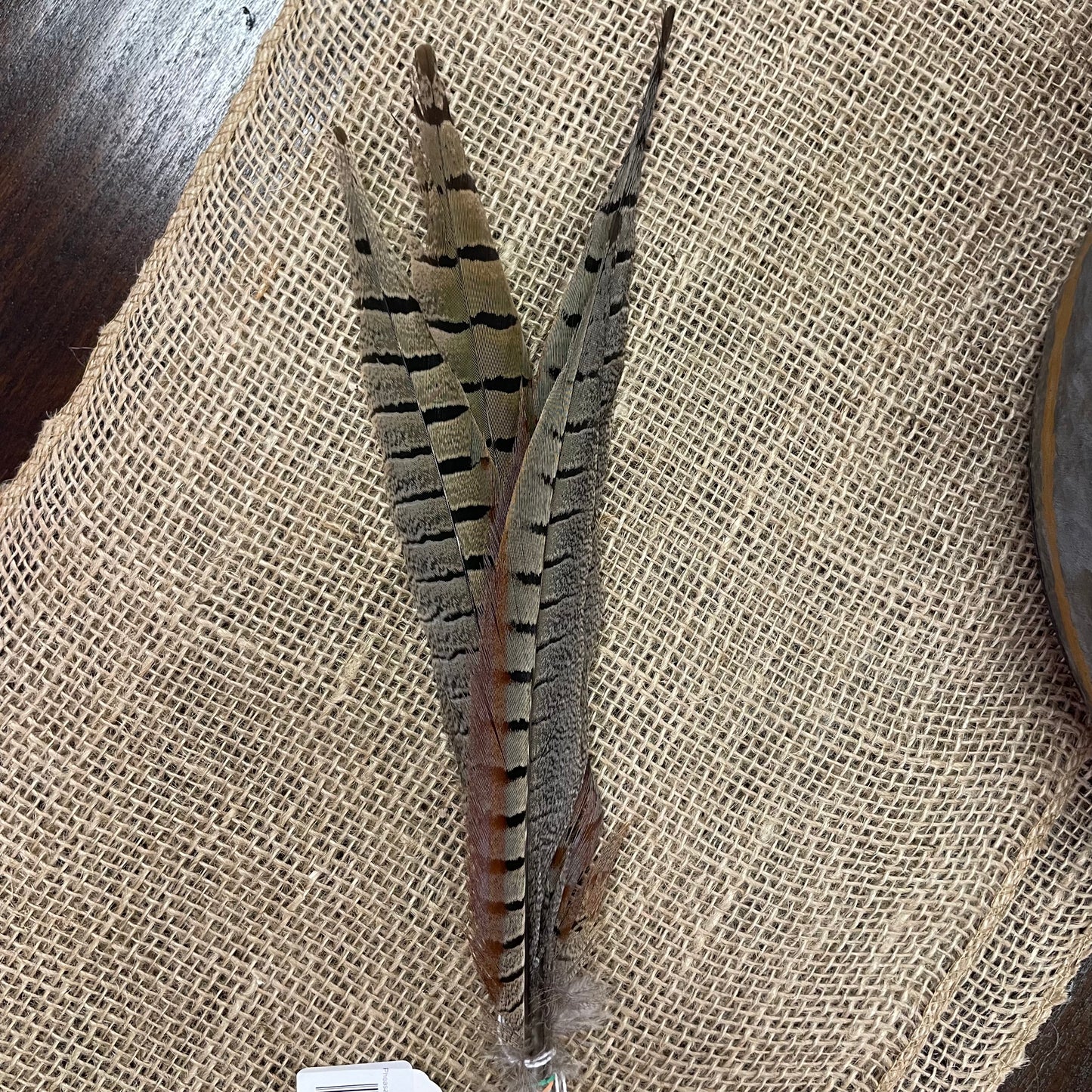 Pheasant Feathers - set of 5