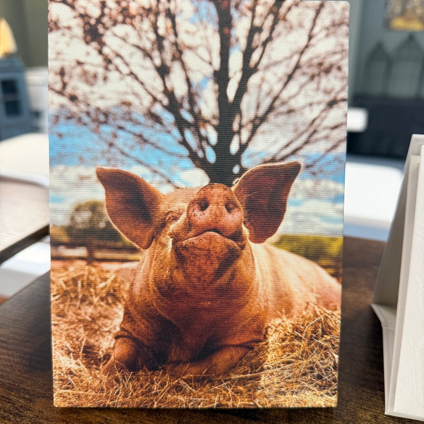 Wilbur Canvas 5 x 7