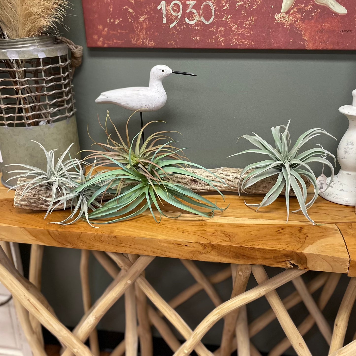 Succulent Driftwood