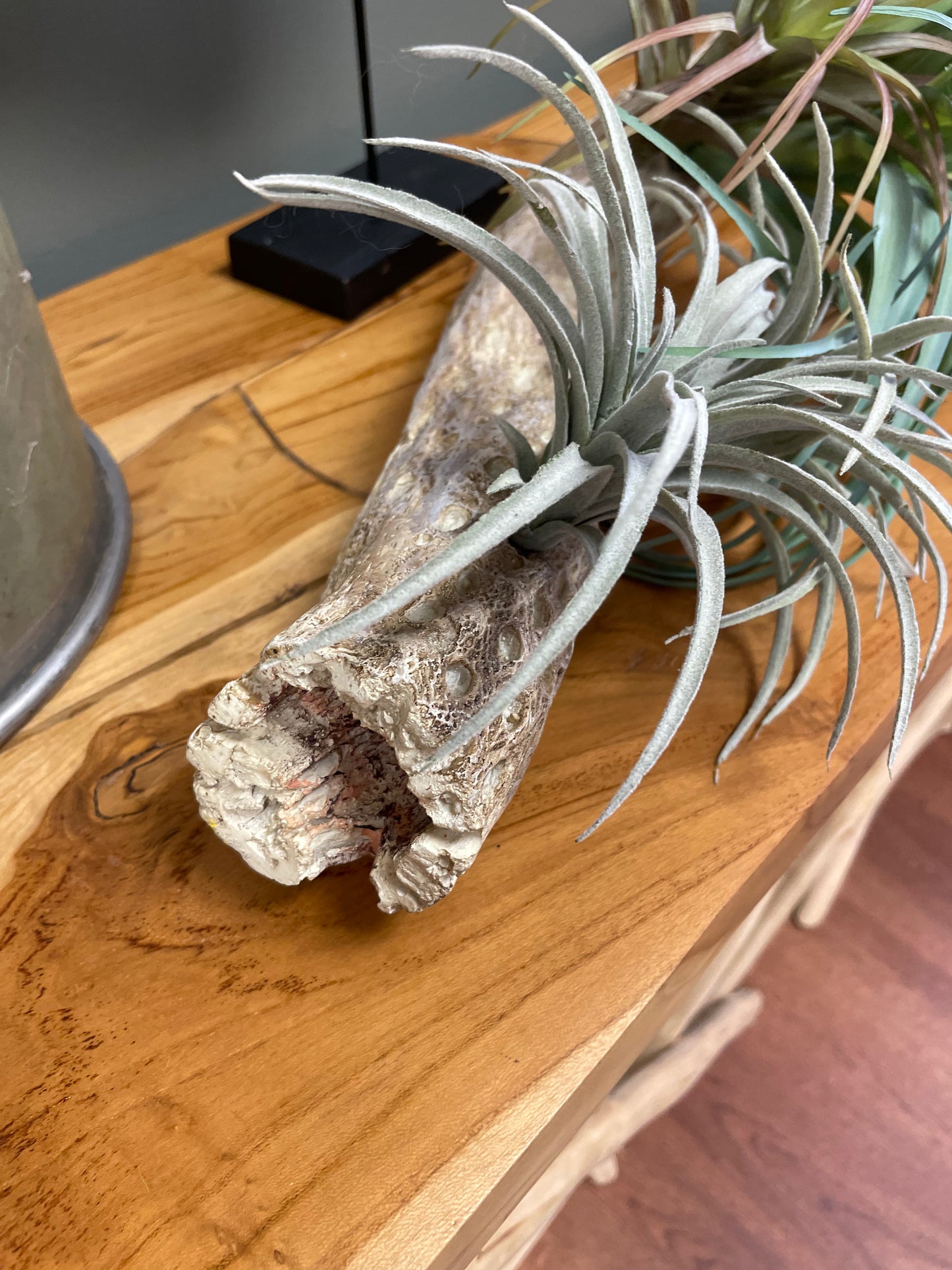 Succulent Driftwood