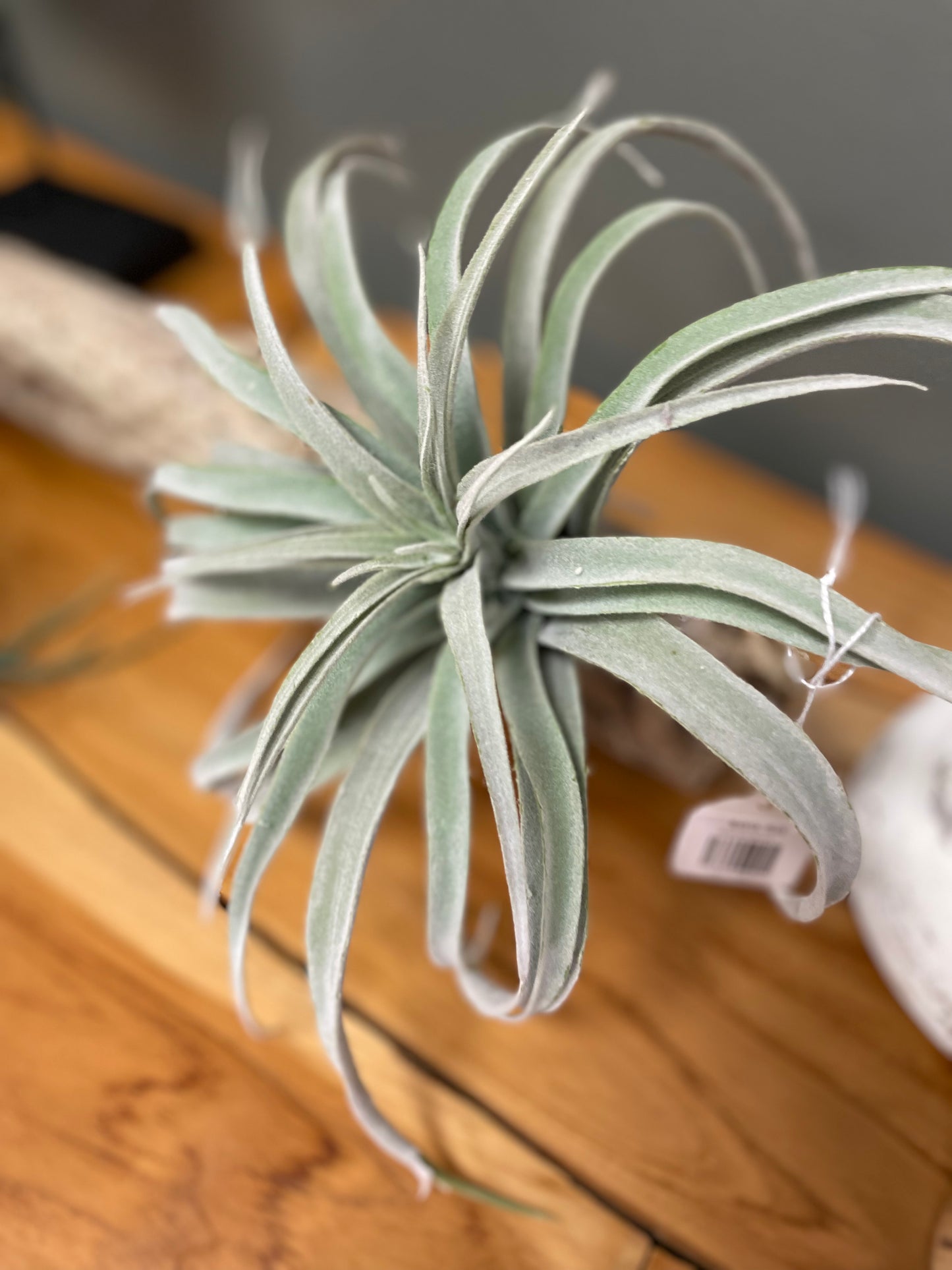 Succulent Driftwood