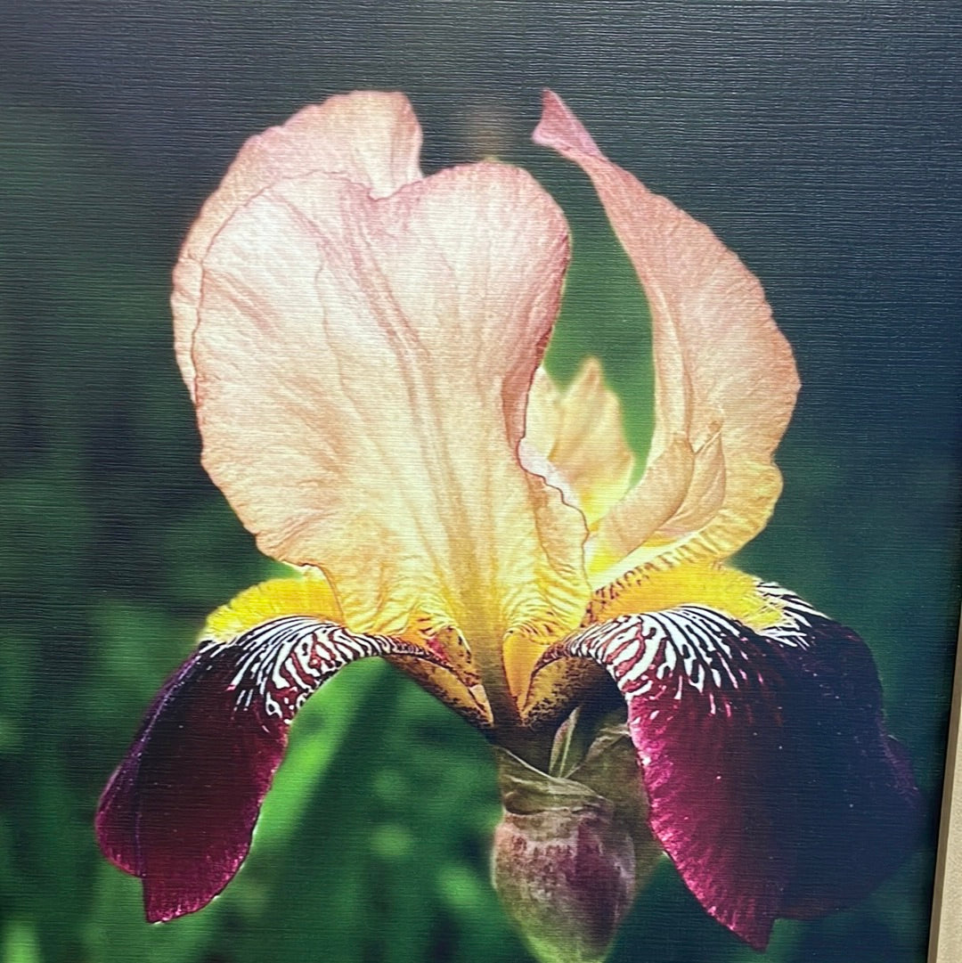 Bearded Iris  - Framed Artwork