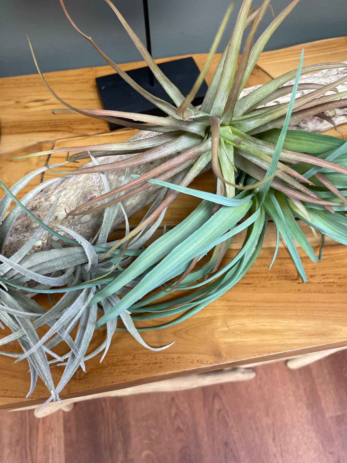 Succulent Driftwood