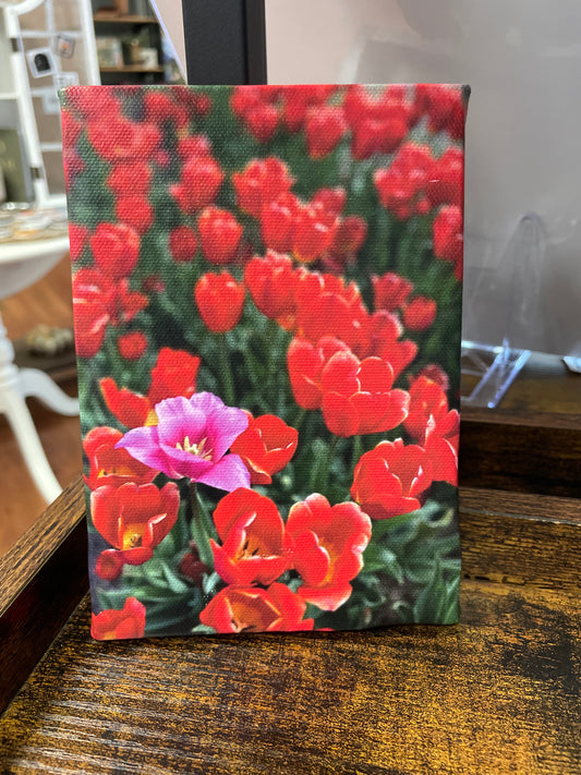 Mini Canvas - Single Pink Tulip