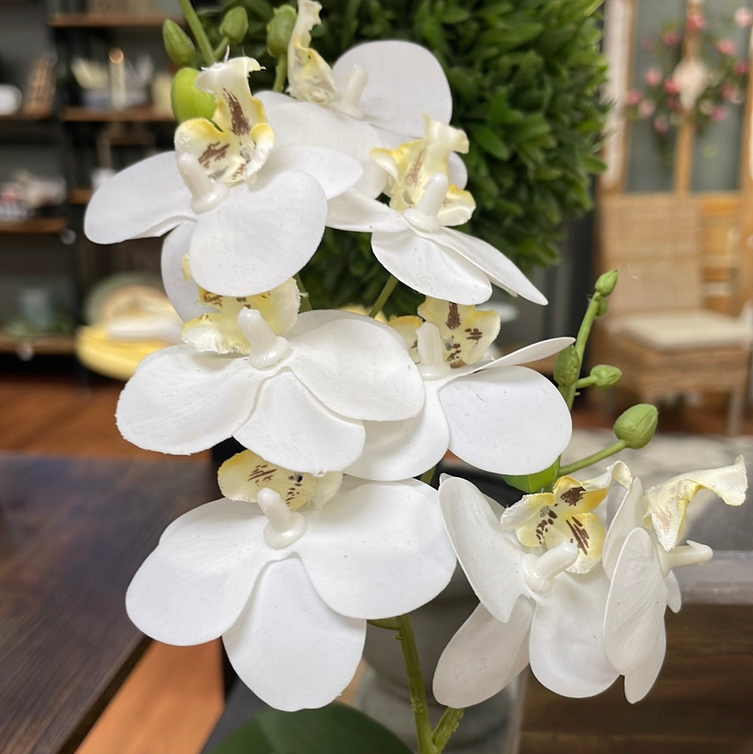 Real Touch Orchid Sm White Pot