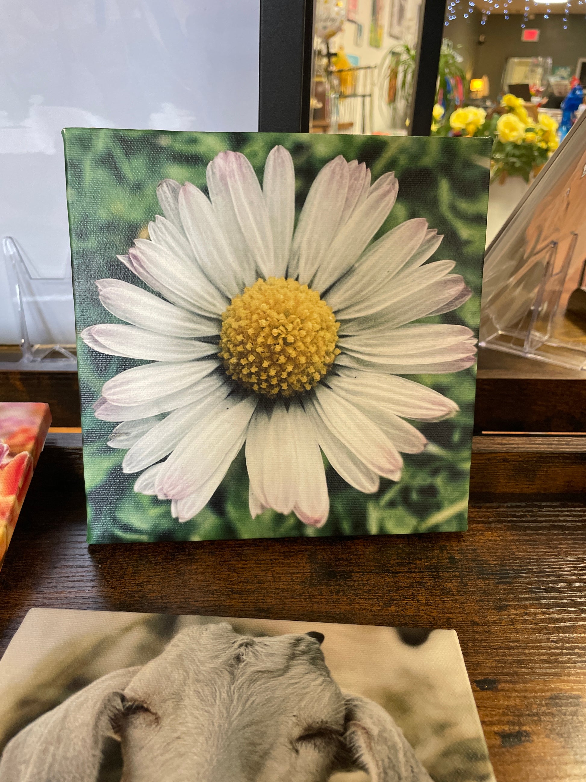 White daisy flower printed on a canvas