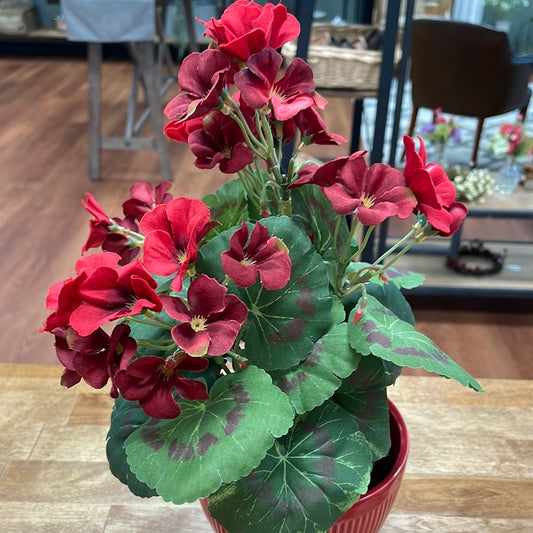 Sm Potted Geranium