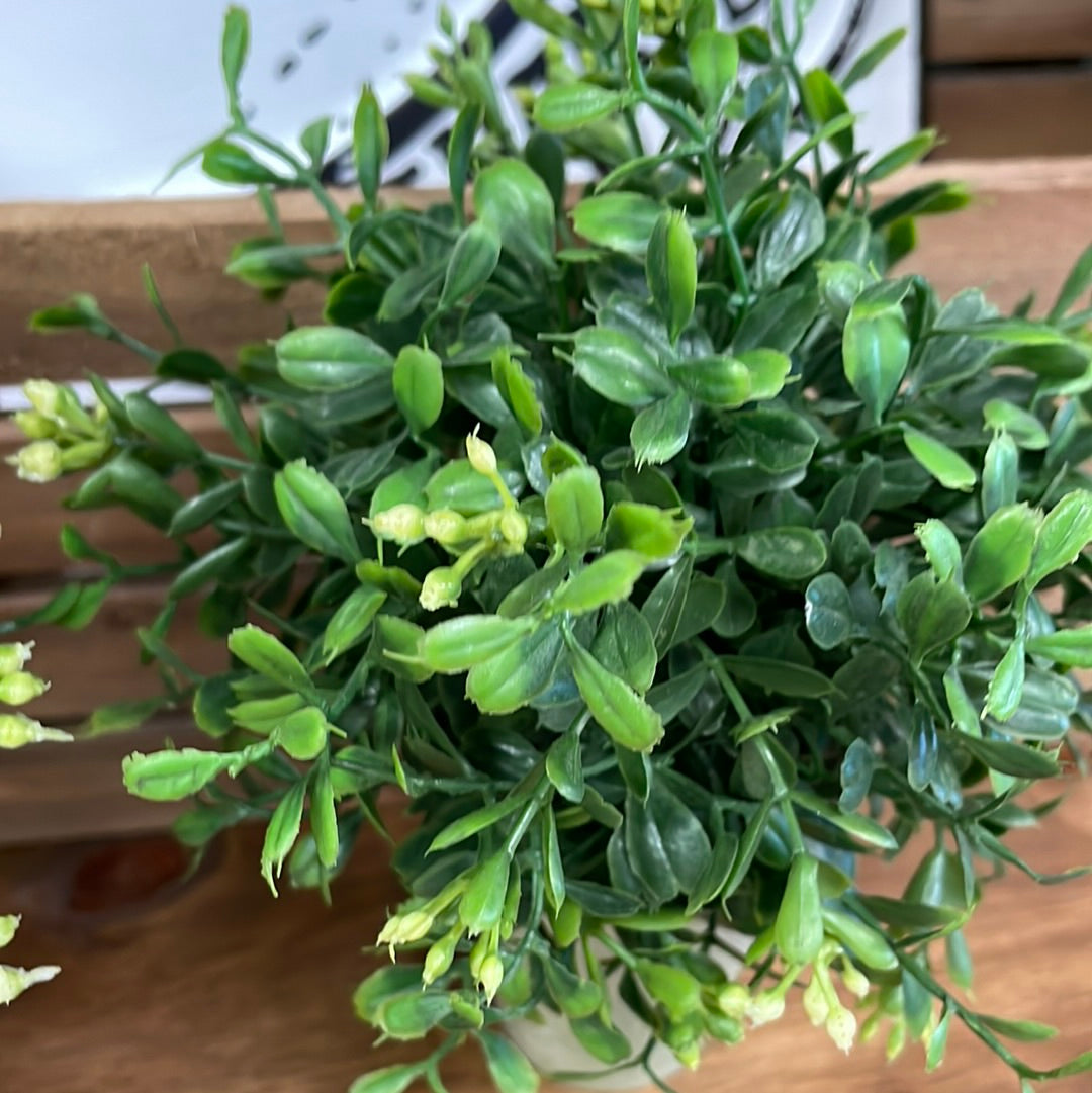 Boxwood Potted SM