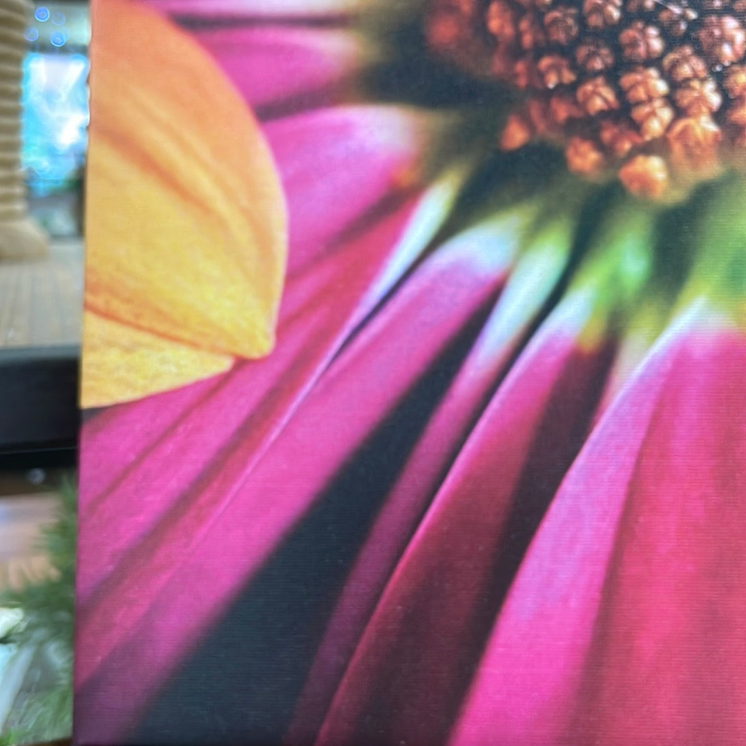 Pink Cineraria Canvas