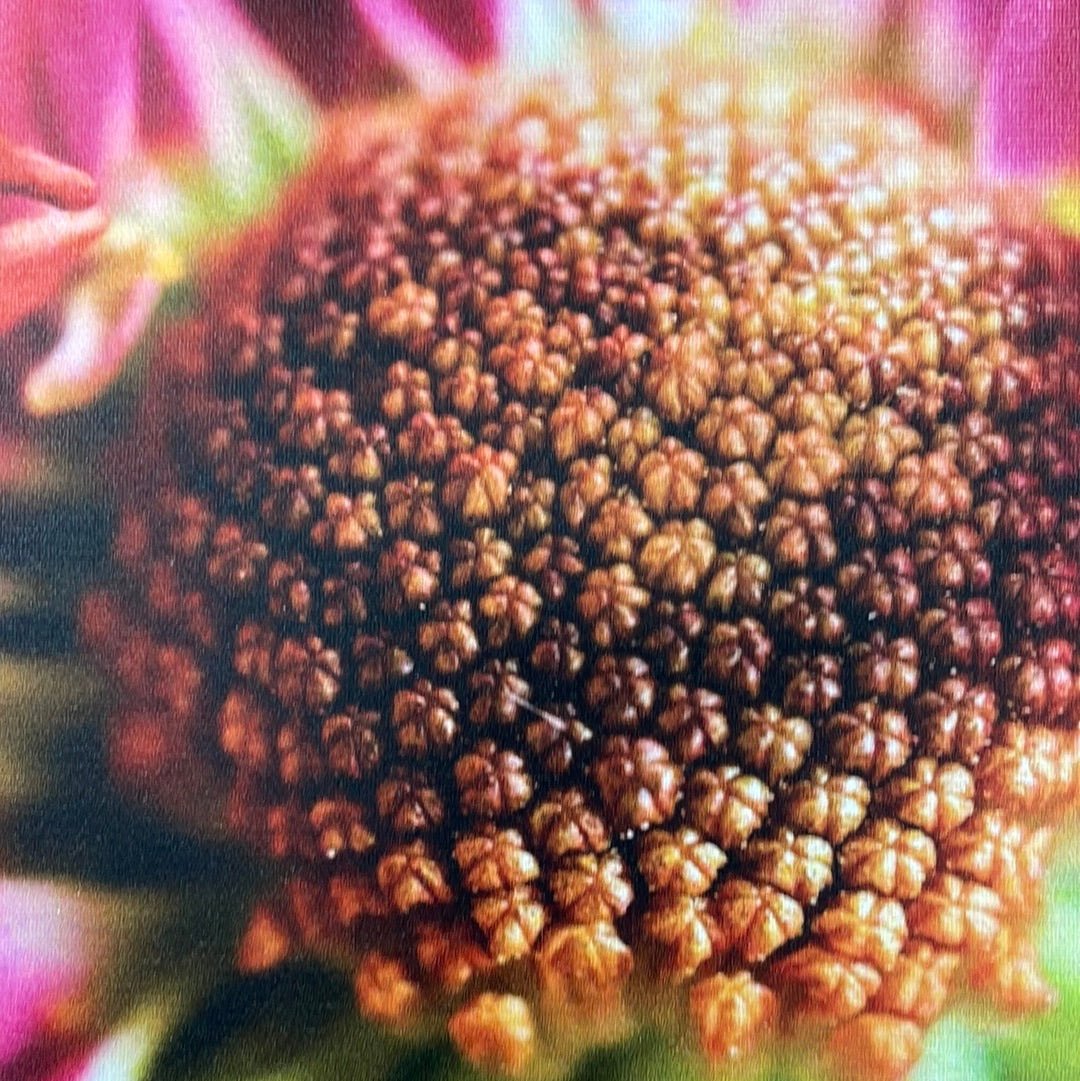 Pink Cineraria Canvas