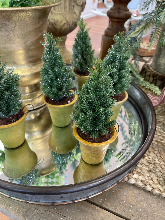 Small Tree in Pot