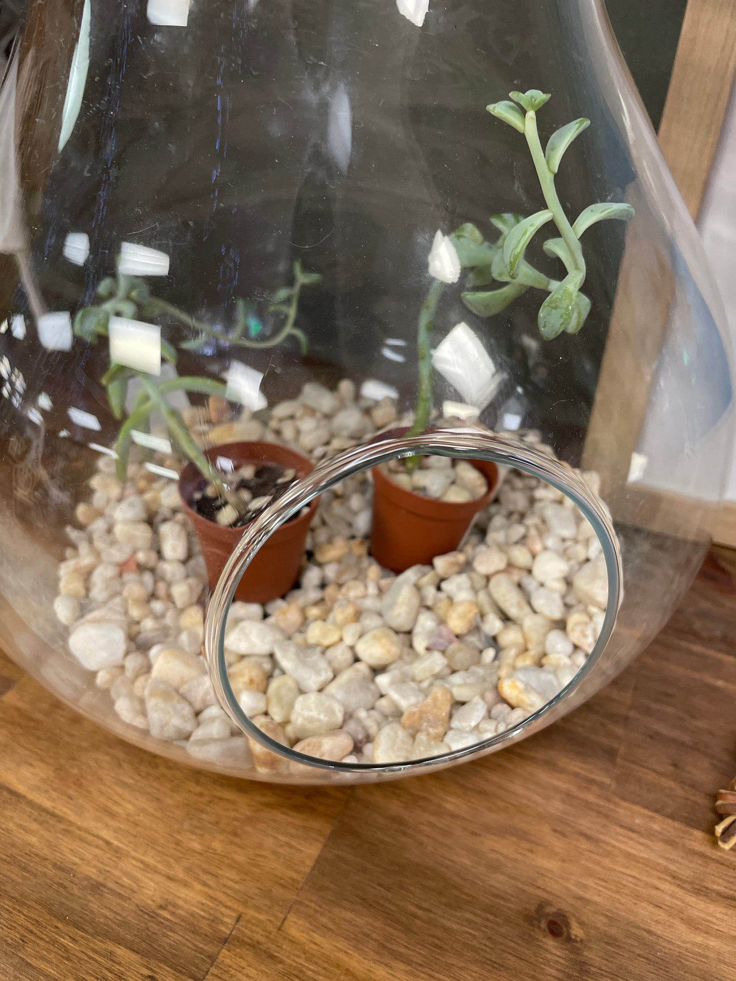 Glass Pear Terrarium