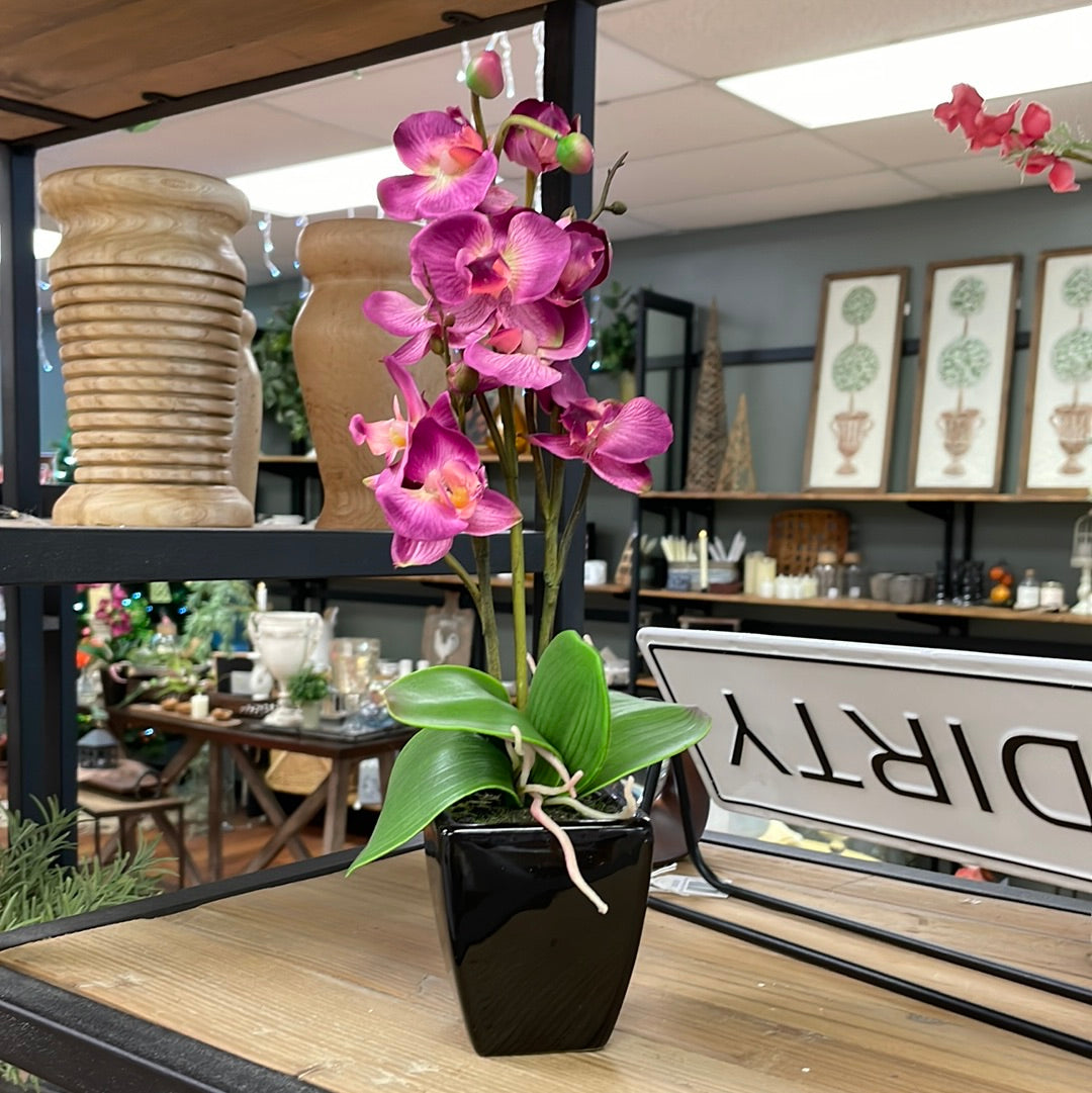 Real Touch Fuchsia Orchid Sm Black Potted