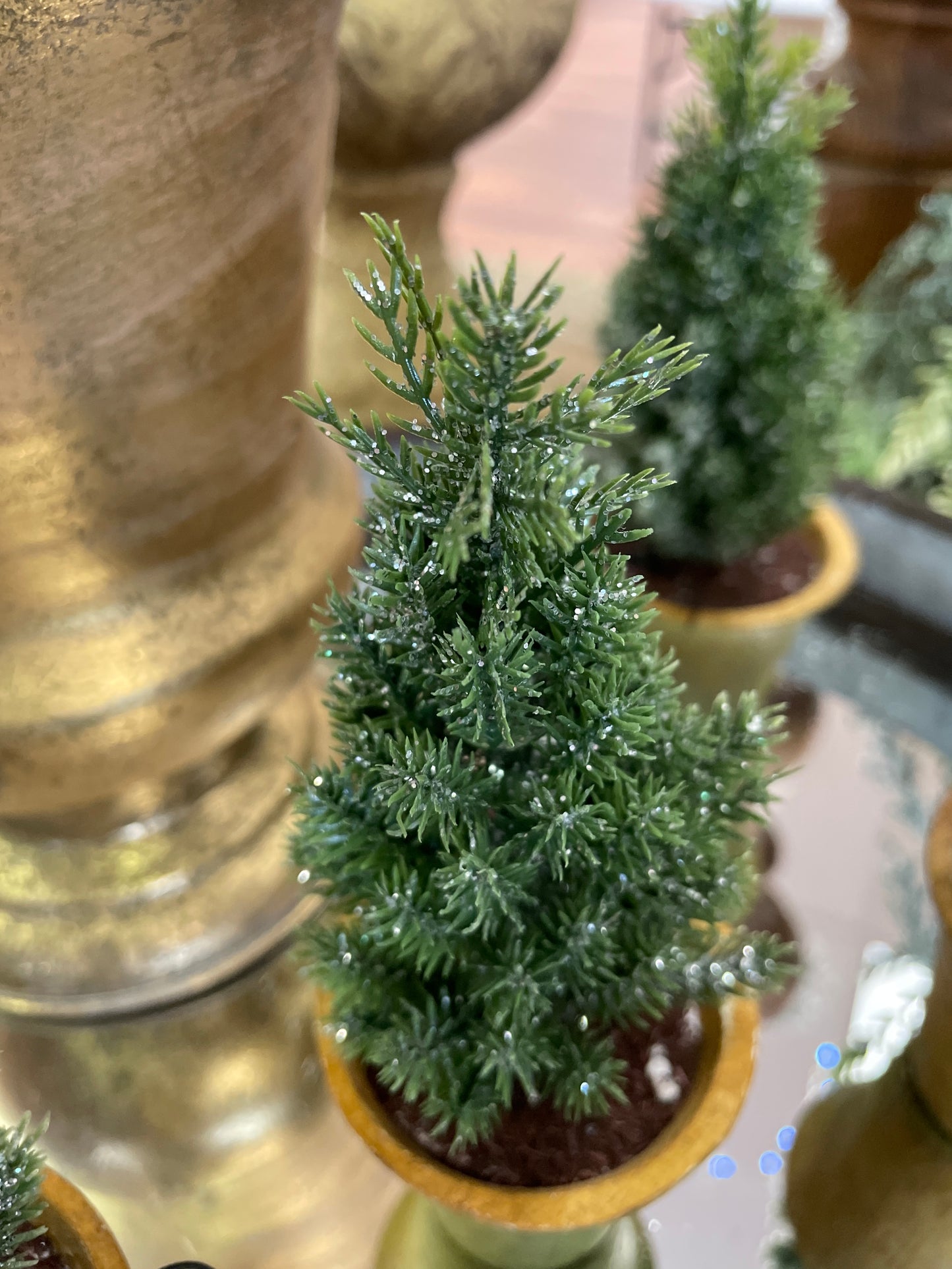 Small Tree in Pot