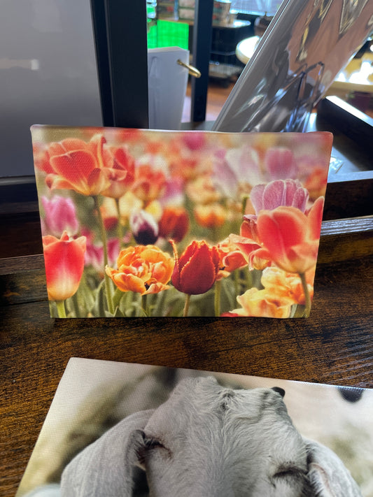 Mini Canvas - Tulips