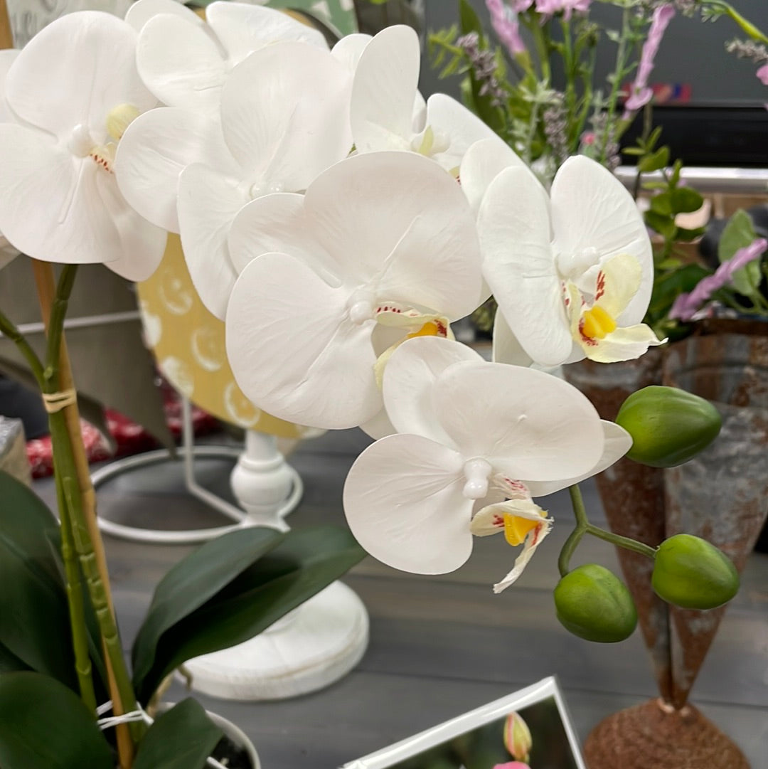 18.25" Real Touch 14 Bloom Potted Phalaenopsis Orchid