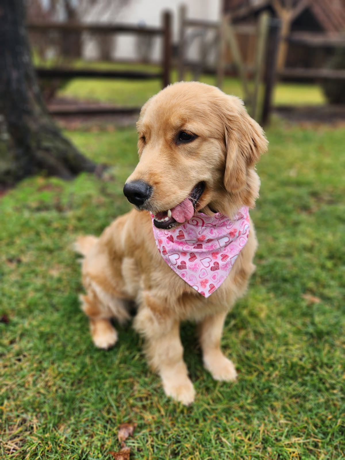 Bandana Valentines Day
