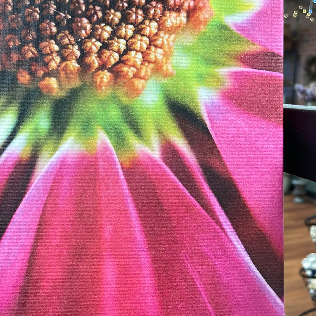 Pink Cineraria Canvas