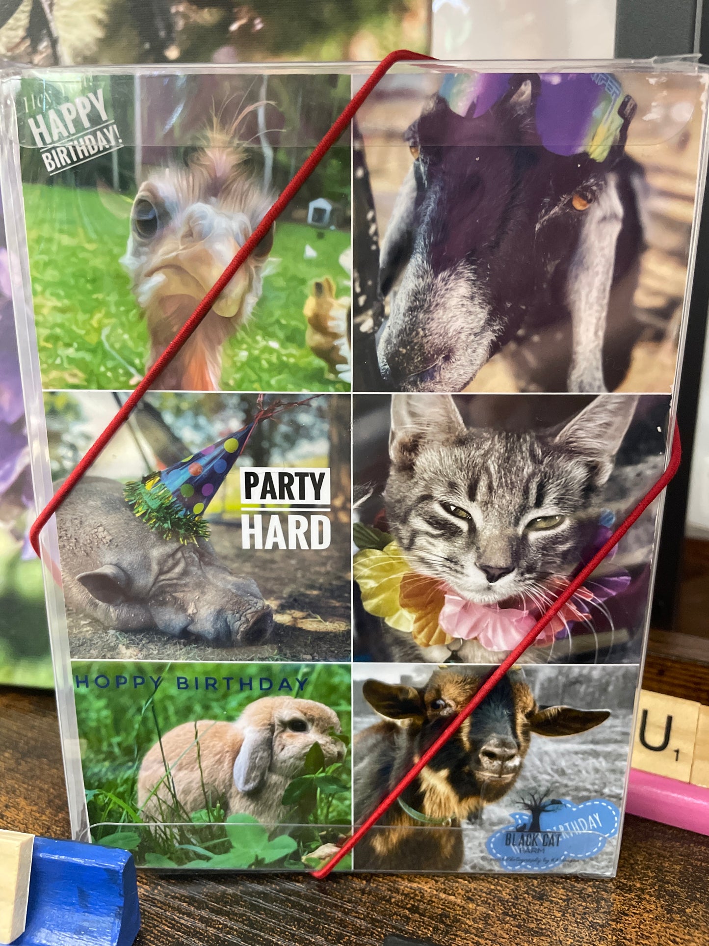 Boxed Card Set - Birthday Animal (2)