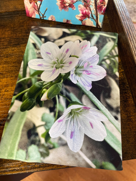 Mini Canvas - White flower with Purple