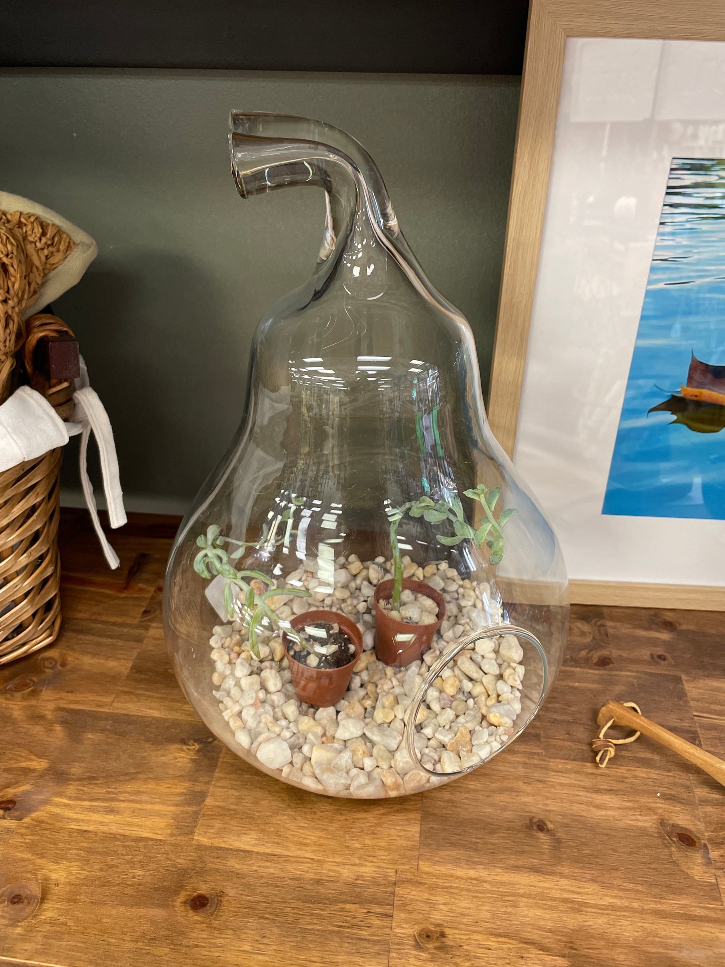 Glass Pear Terrarium