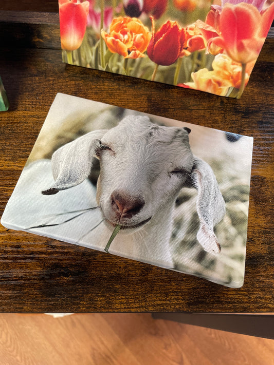 Mini Canvas - Clara Bell
