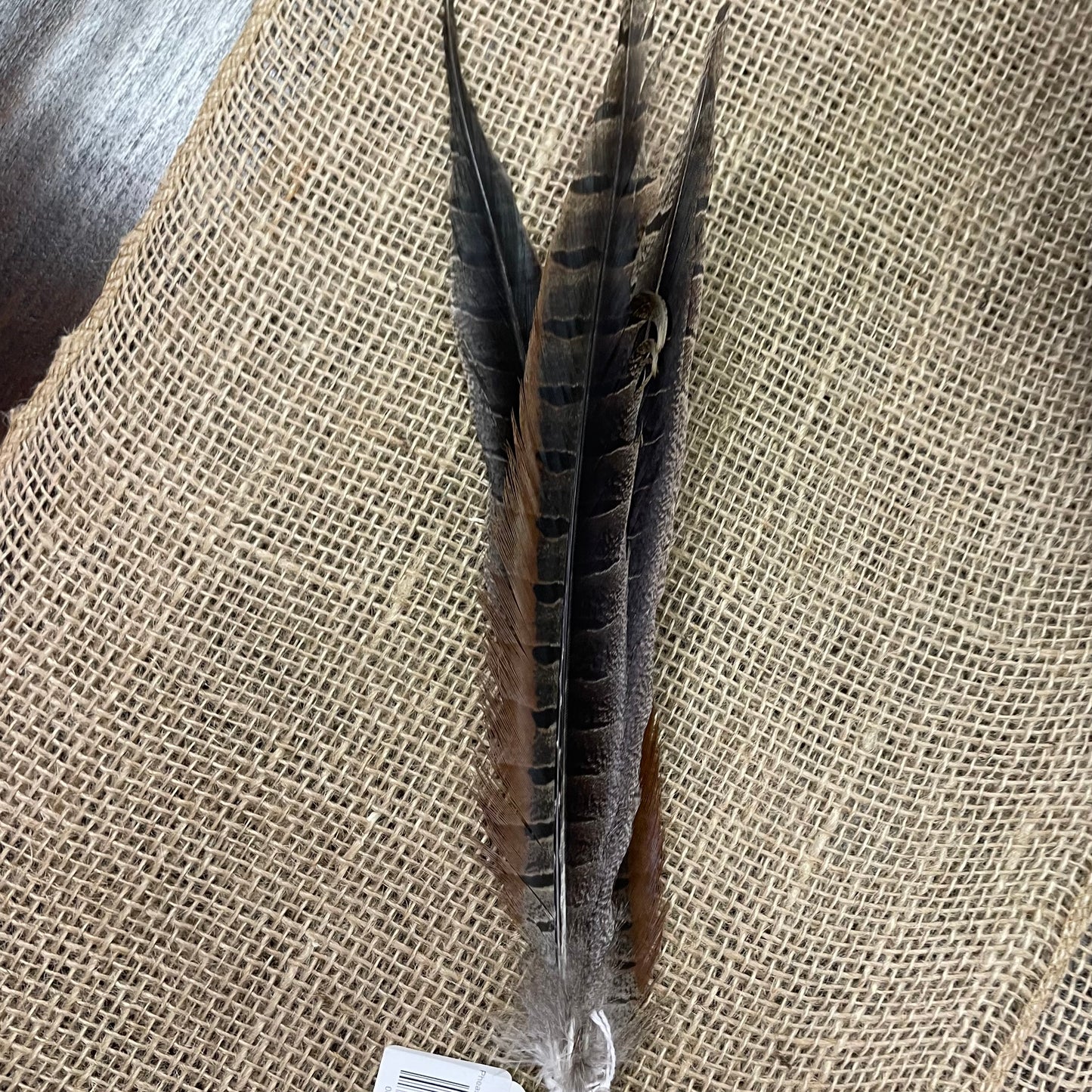 Pheasant Feathers - set of 5
