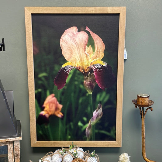 Bearded Iris  - Framed Artwork