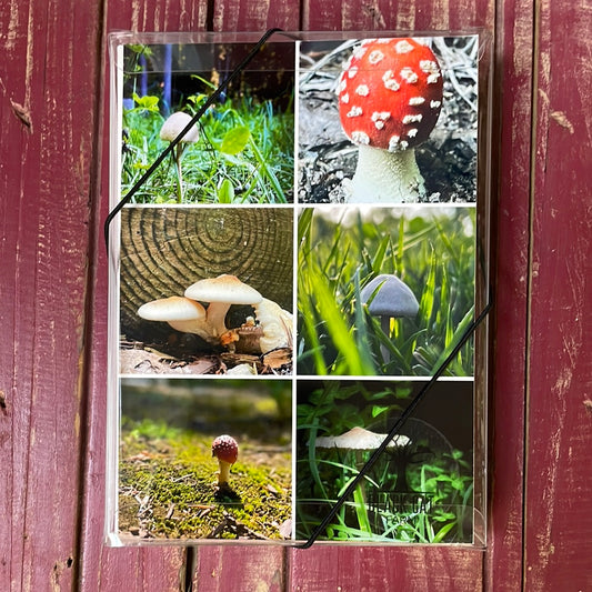 Boxed Card Set - Mushroom