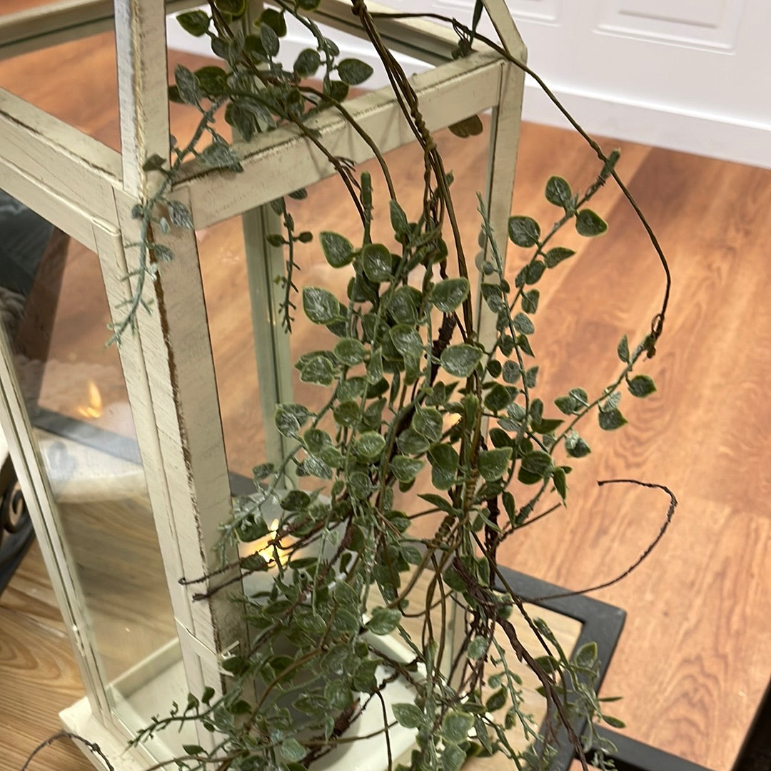 Japanese Peppergrass