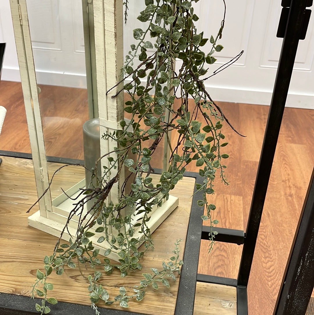 Japanese Peppergrass