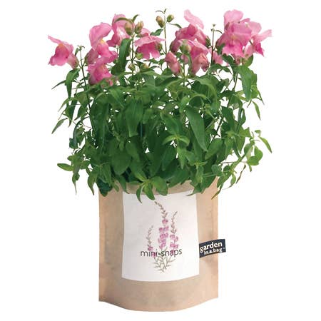 Garden in a Bag | Mini-Snapdragons